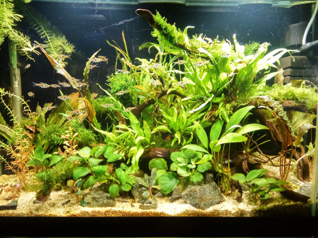 Почему в аквариуме не растут растения?