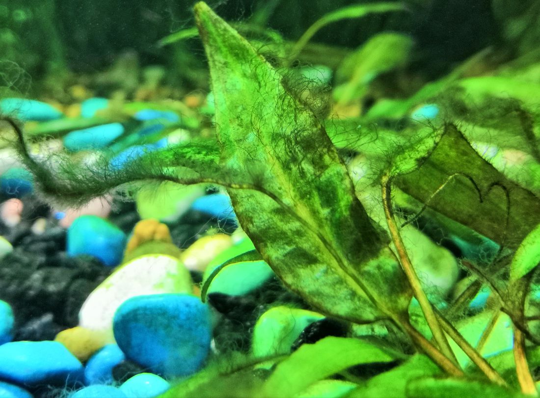 Зеленые водоросли на аквариумных растениях, что делать? - Аквариумные ...