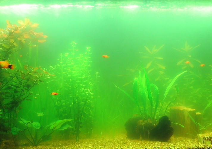 Как бороться с зеленой, мутной водой в аквариуме: средства для очистки