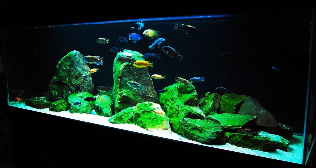 ozo-verwacht-aangepaste-home-aquarium.jpg