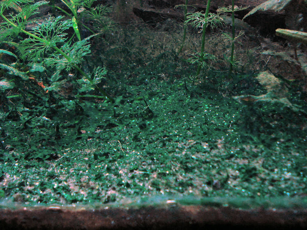 Сине-зеленые водоросли в аквариуме