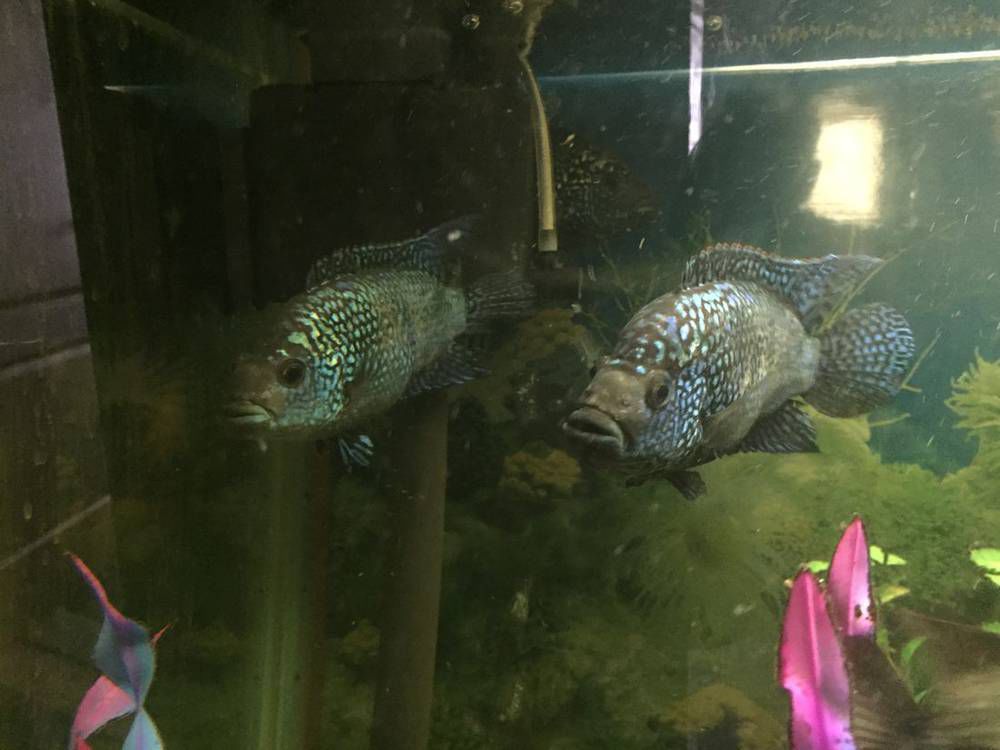 <a class='ff-auto-link'href='https://fanfishka.ru/akvariumnye-stati/akvariumnye_rybki/1548-blyu-dempsi-soderzhanie-sovmestimost-foto-video-obzor.html' target='_blank'title='Статья на сайте ФФ' >Блю Демпси</a> самец или самка?