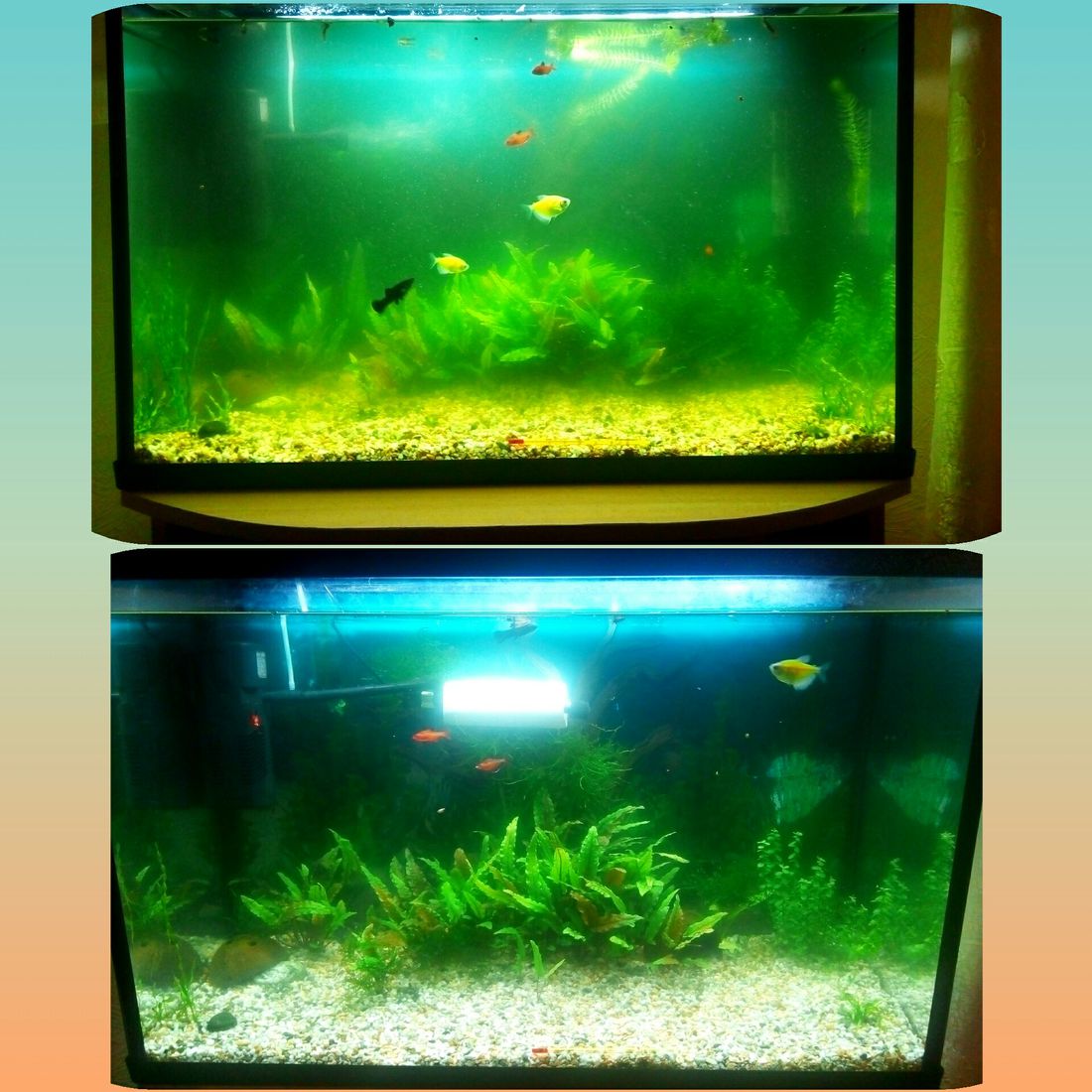 Почему мутный аквариум что делать. Тонированный аквариум. Обустройство аквариума для рыбок. Непрозрачный аквариум. Прозрачная вода в аквариуме.
