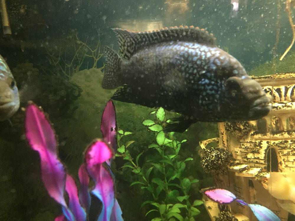 <a class='ff-auto-link'href='https://fanfishka.ru/akvariumnye-stati/akvariumnye_rybki/1548-blyu-dempsi-soderzhanie-sovmestimost-foto-video-obzor.html' target='_blank'title='Статья на сайте ФФ' >Блю Демпси</a> самец или самка?