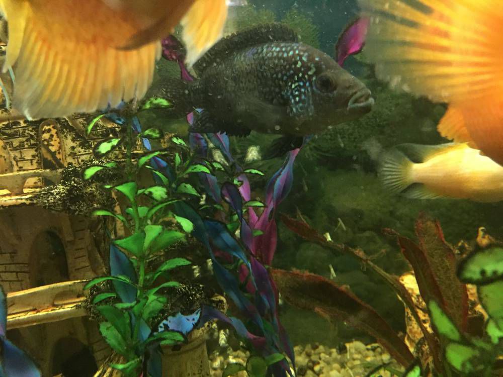 <a class='ff-auto-link'href='https://fanfishka.ru/akvariumnye-stati/akvariumnye_rybki/1548-blyu-dempsi-soderzhanie-sovmestimost-foto-video-obzor.html' target='_blank'title='Статья на сайте ФФ' >Блю Демпси</a> самец или самка?