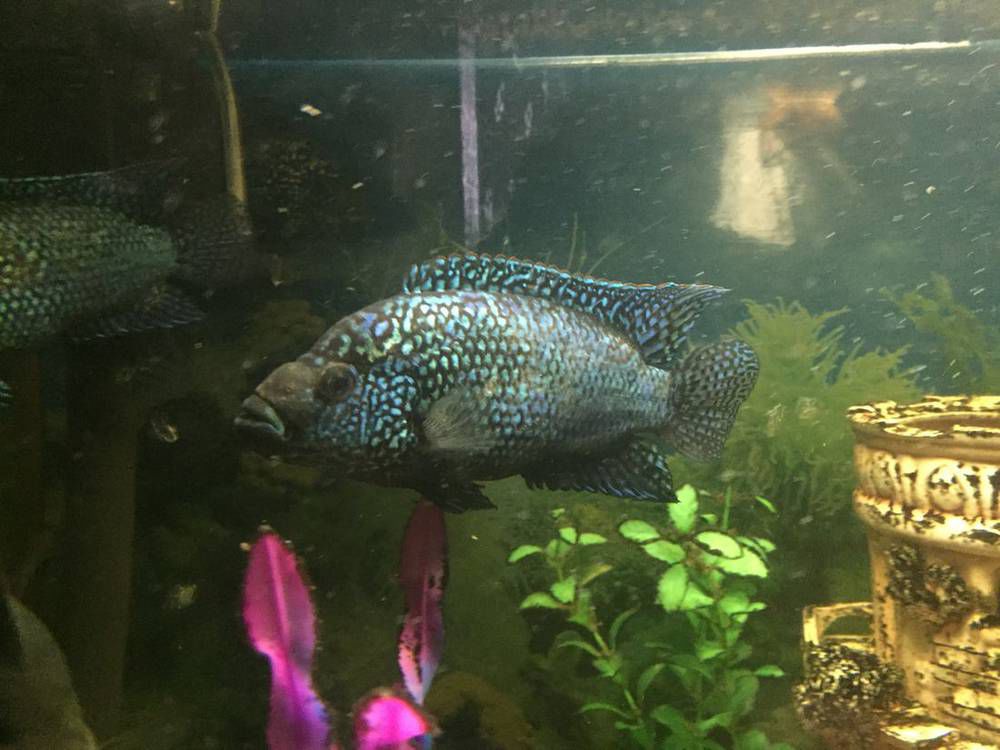 <a class='ff-auto-link'href='https://fanfishka.ru/akvariumnye-stati/akvariumnye_rybki/1548-blyu-dempsi-soderzhanie-sovmestimost-foto-video-obzor.html' target='_blank'title='Статья на сайте ФФ' >Блю Демпси</a> самец или самка?