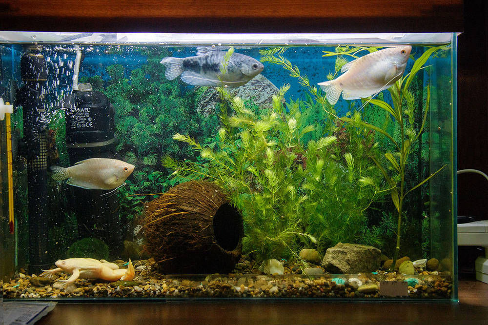 Аквариум 1.jpg