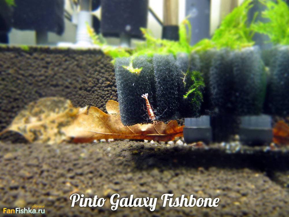 Pinto Galaxy Fishbone.jpg