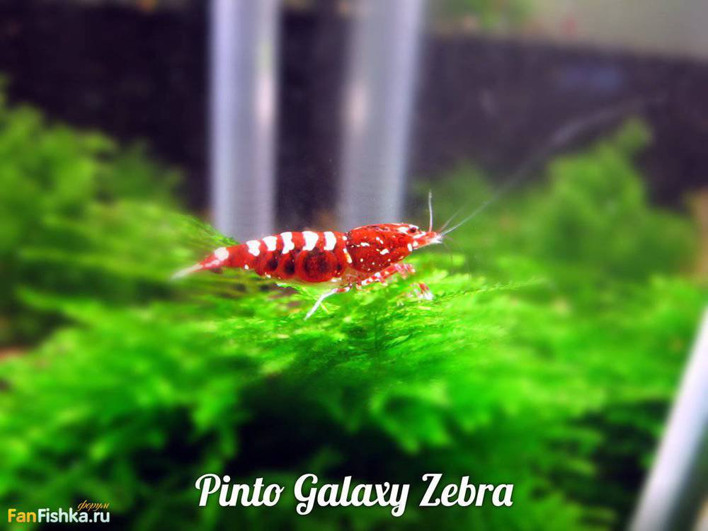 Pinto Galaxy Zebra -1.jpg