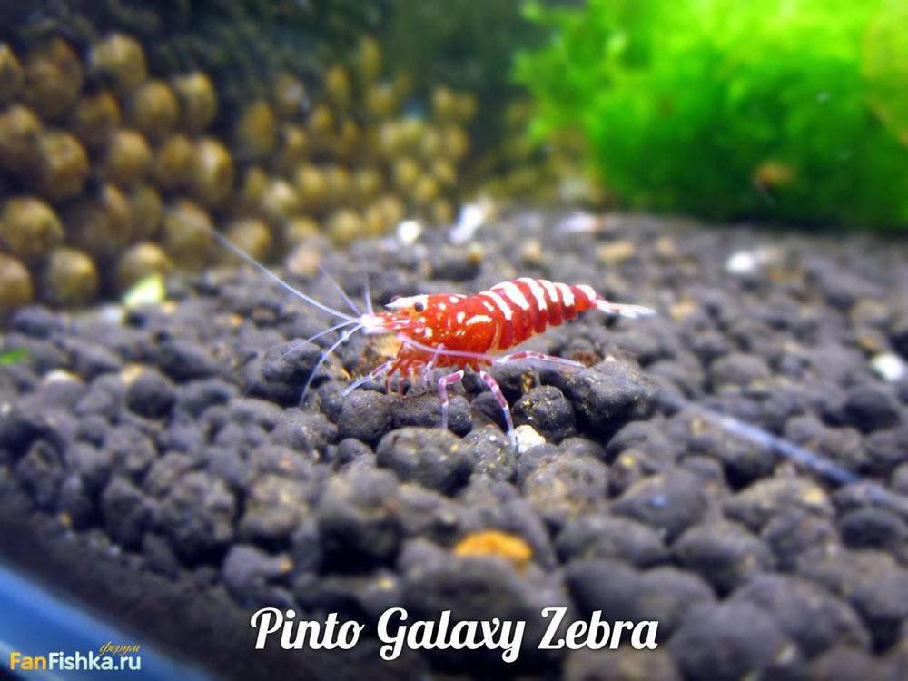Pinto Galaxy Zebra.jpg