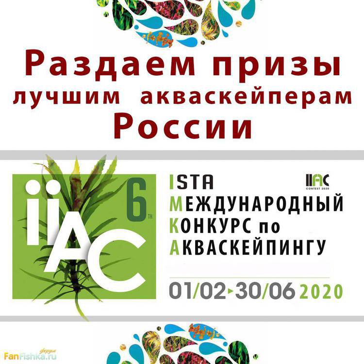 IIAC 2020