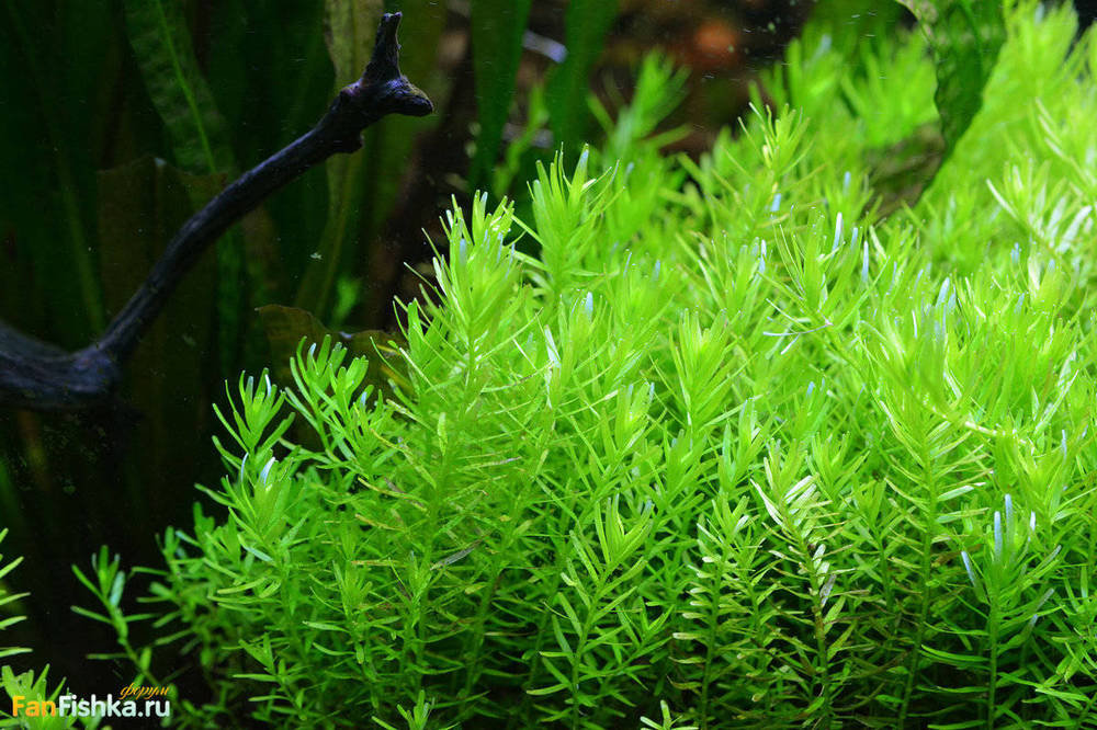 Rotala-rotundifolia-'Green'-habit-submersed.jpg