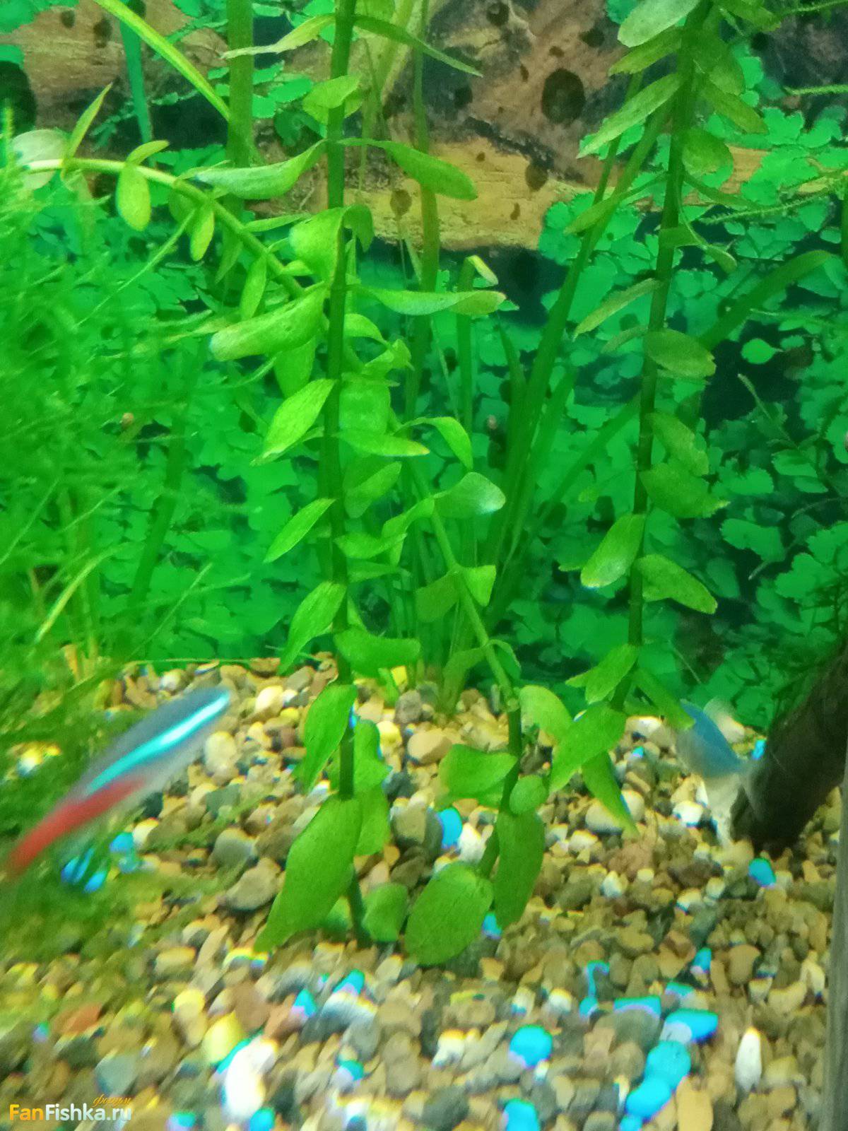 название растения? - Подскажите название: аквариумной рыбки, растения ...