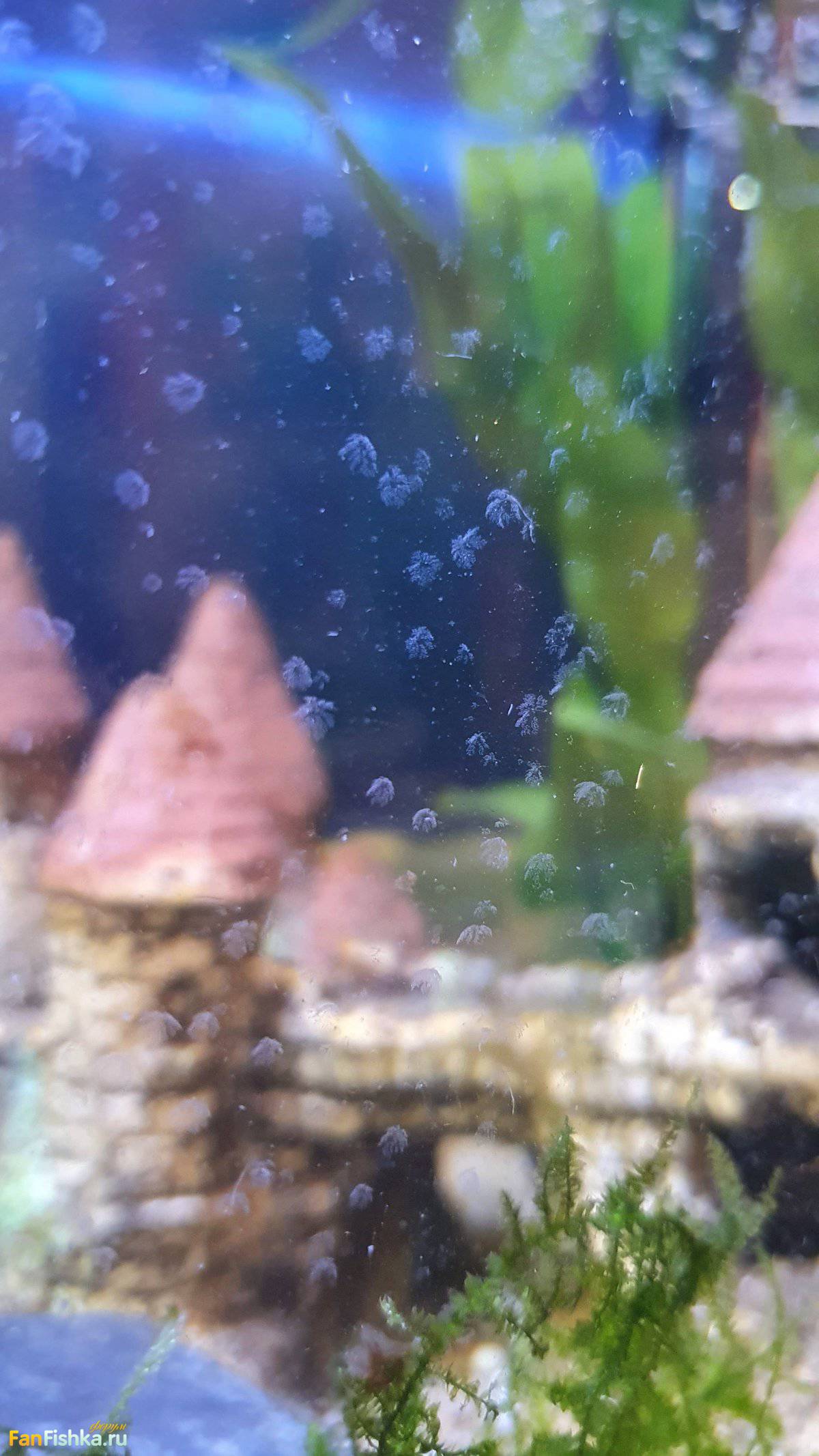 Белые маленькие черви на стенках аквариума