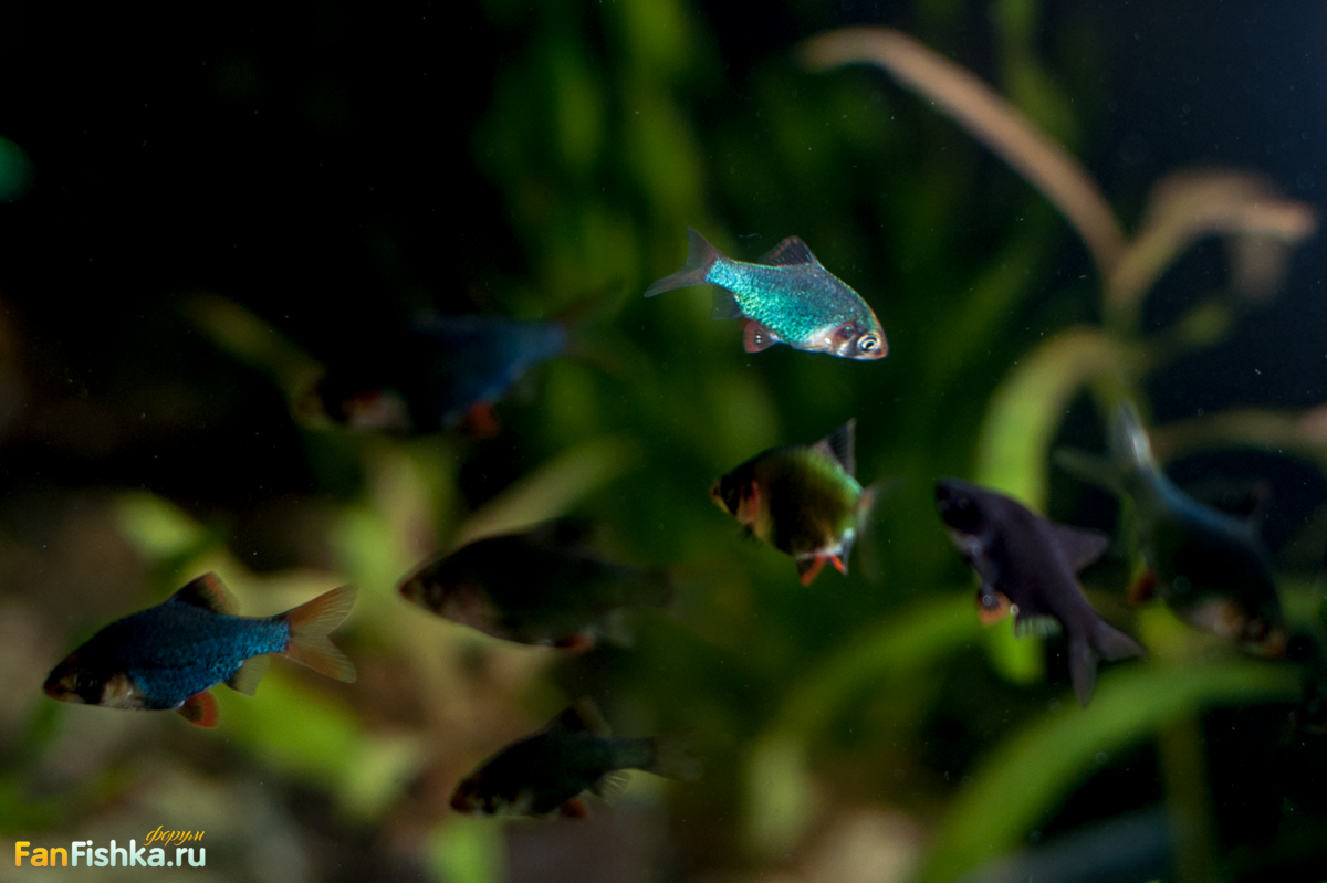 Освещение аквариума своими руками – как сделать самодельный свет