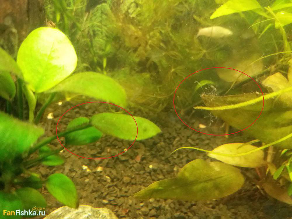 аквариум водоросли.jpg