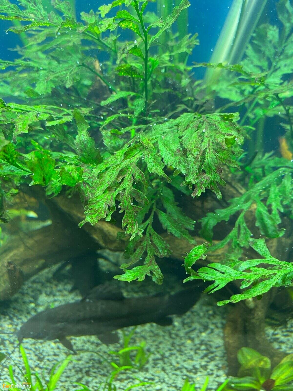 Дно аквариума покрывается зеленым налетом