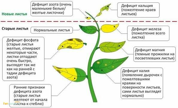 1469096459_normy-dozy-vnesenija-mineralnyh-organicheskih-udobrenij-2.jpg.e6bf39af2b92ef7fa39f46c461848247.jpg