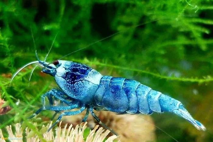 Blue-bolt-shrimp-Caridina-cf-cantonensis.jpeg