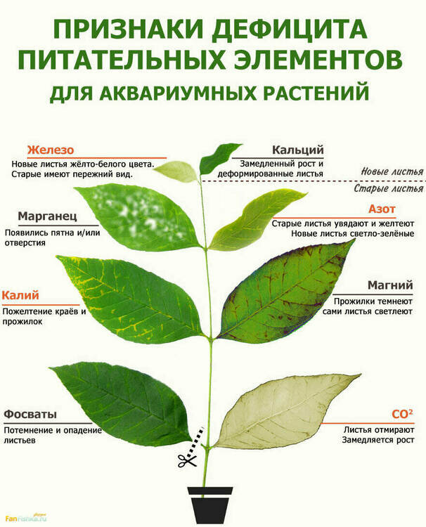 Freshwater-Plant-Nutrient-Deficiency.jpg