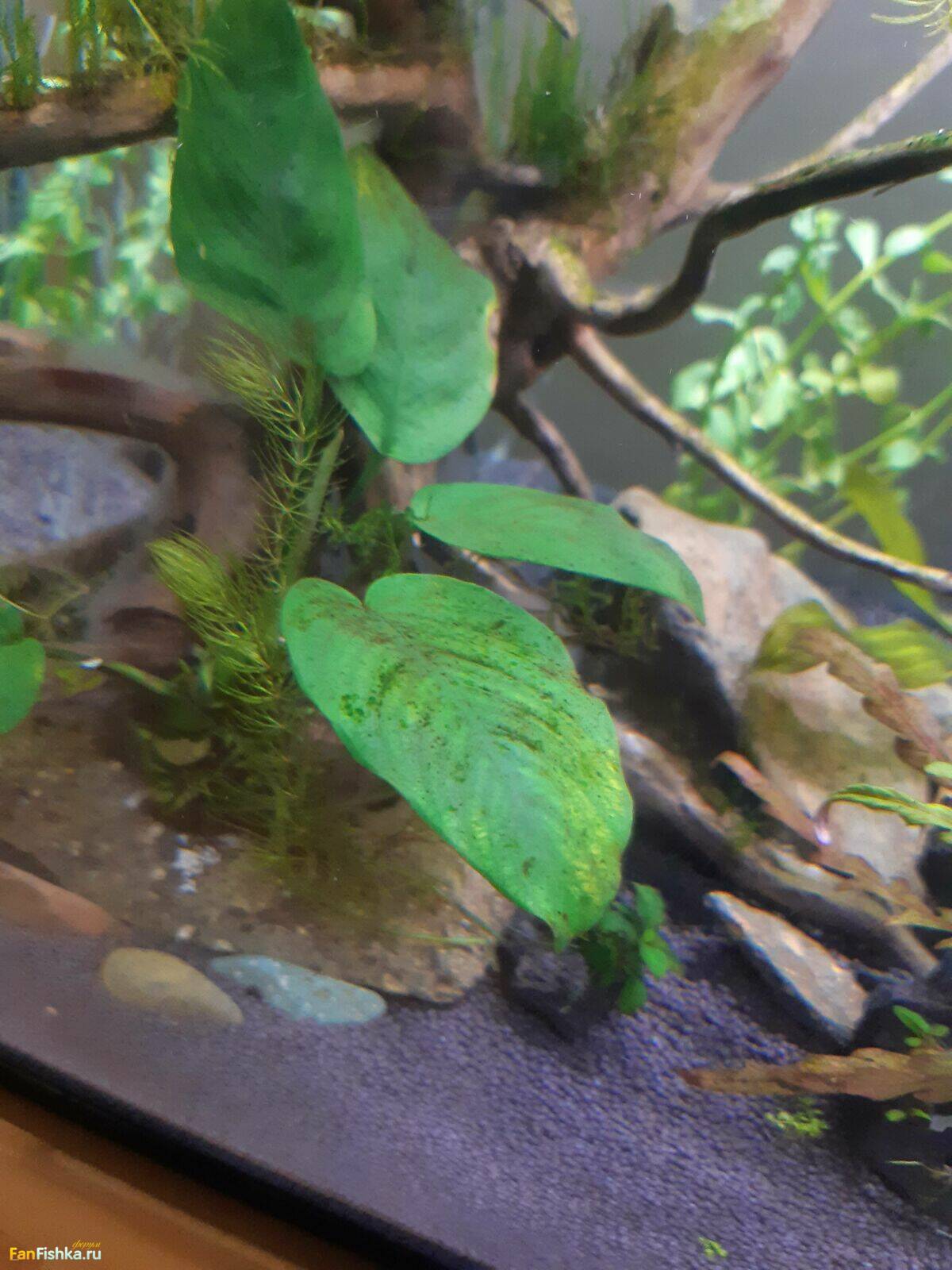 проблема с водорослями, настройка освещения. - Проблемы возникшие при ...