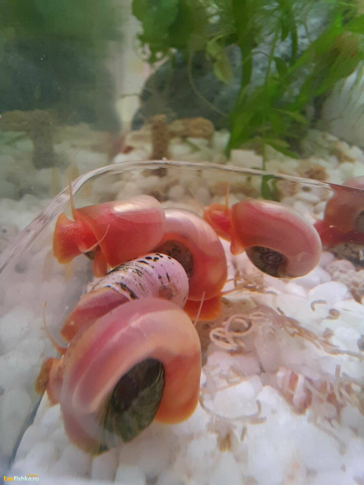 Qiz egilib, tasodifan yalangoch mushukni korsatdi.