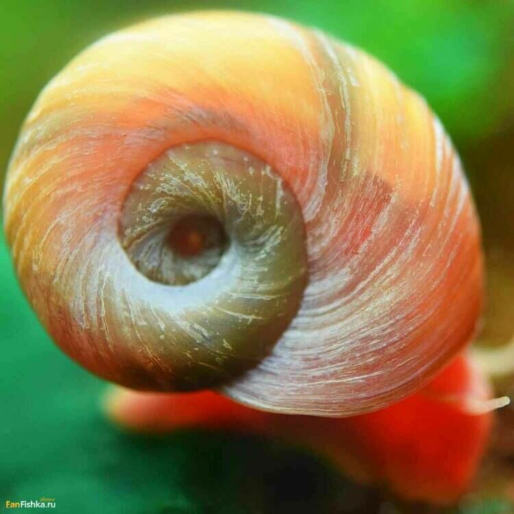 Red-Ramshorn-Snail-8.thumb.jpg.16754bd8dc3ccc35b50805381c491ef1.jpg