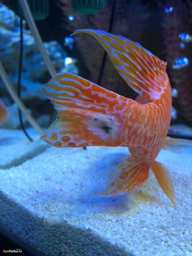 Что делать, если ваша аквариумная рыбка (цихлид) проявляет агрессию?