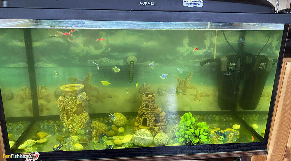 ленкин аквариум.jpg