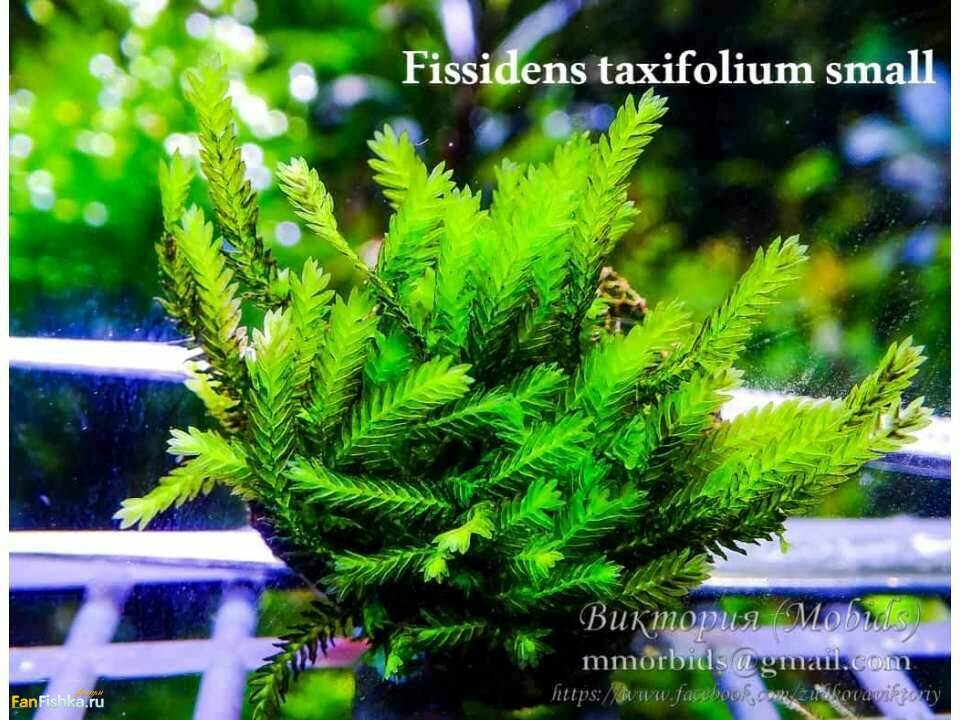 taxifoliumsmall-960x720.jpg.8e51c5c05d3588f2c7bfd5f5d698cd4b.jpg
