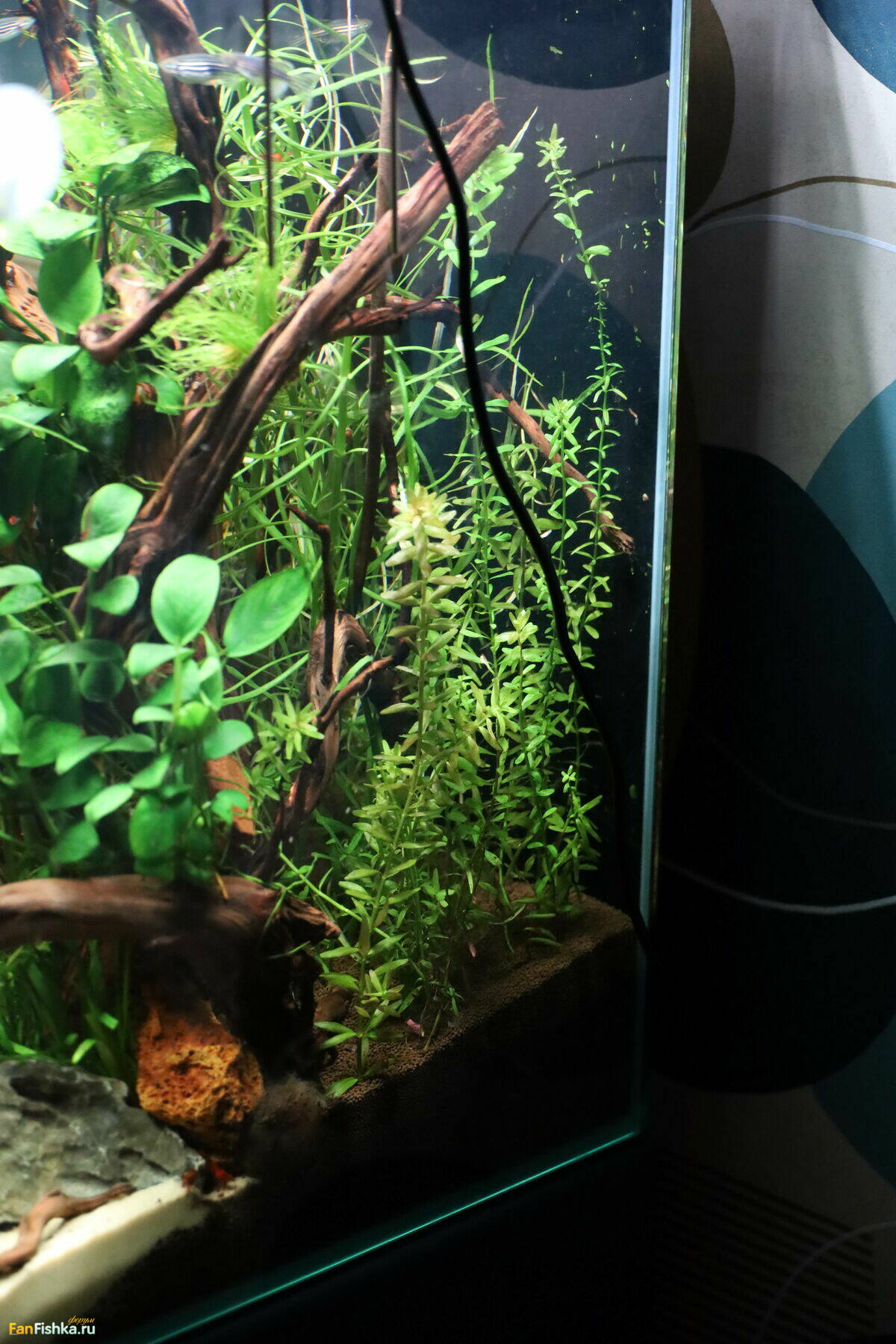 60 liter aquascape cube - Страница 2 - АКВАРИУМЫ И ДНЕВНИКИ НАШИХ ФОРУМЧАН  - Форум FanFishka.ru