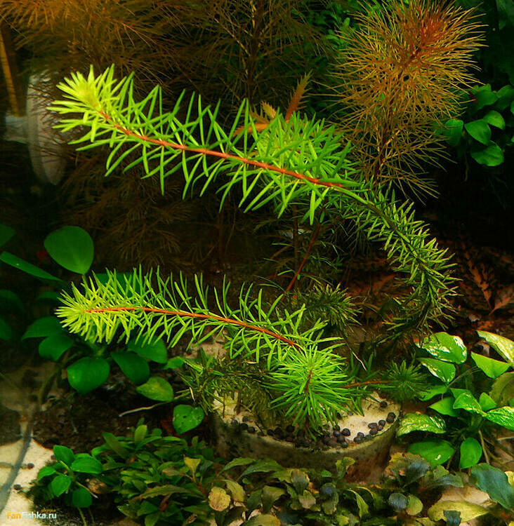 Rotala 32l 240317-01w.jpg