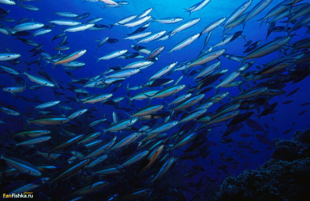 Animals___Under_water_A_flock_of_silver_fish_089067_.jpg