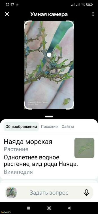 Screenshot_2024-09-22-20-57-32-252_com.yandex.browser.thumb.jpg.43f5e39d05db590a62361826dd70e9ee.jpg