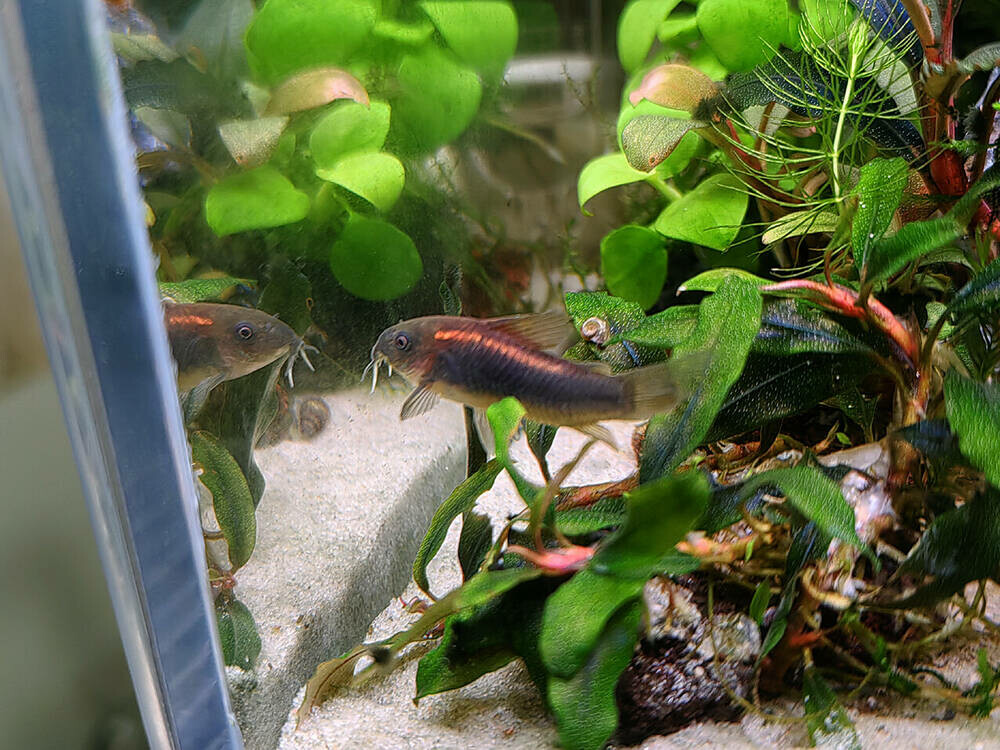 6857fc98dec49_CorydorasAeneusPeruGoldStripe36-1250620_03w.thumb.jpg.73a1ac1cb826efabd3435fea04b127c6.jpg