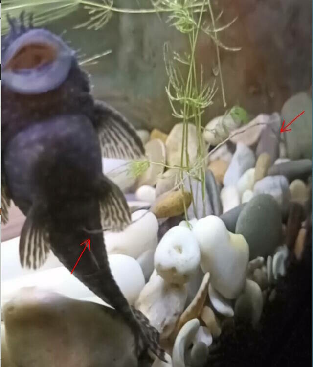 нитевидные экскрименты  у анциструса.jpg