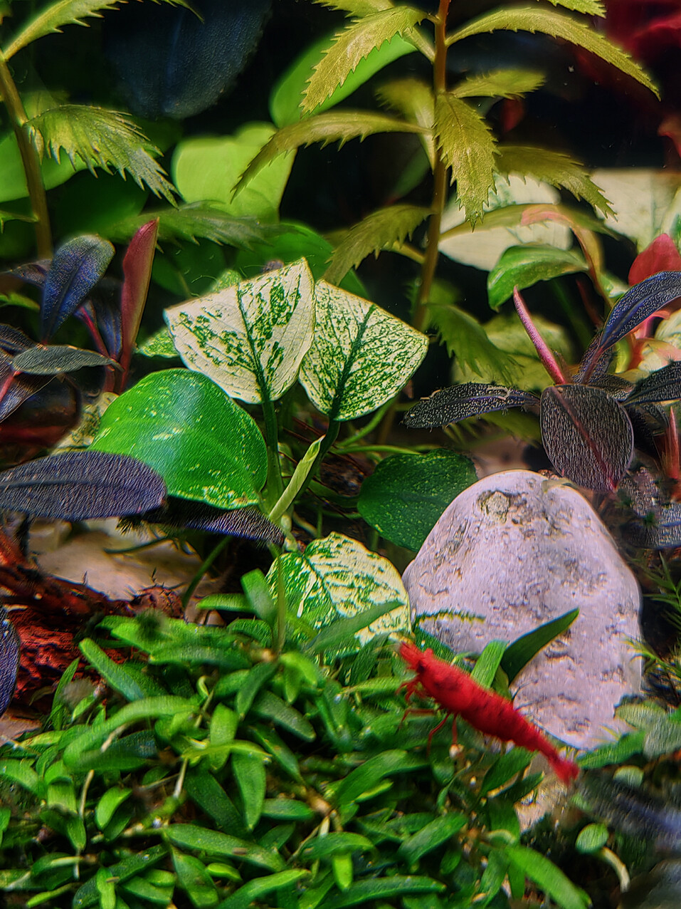 36l-2 Pinto 250920_1922w.jpg