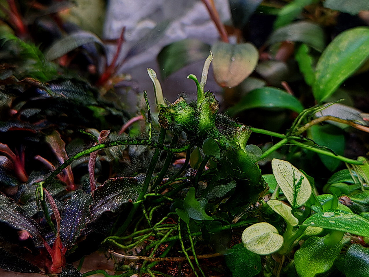 36l-2 Pinto3 250922_2042w.jpg