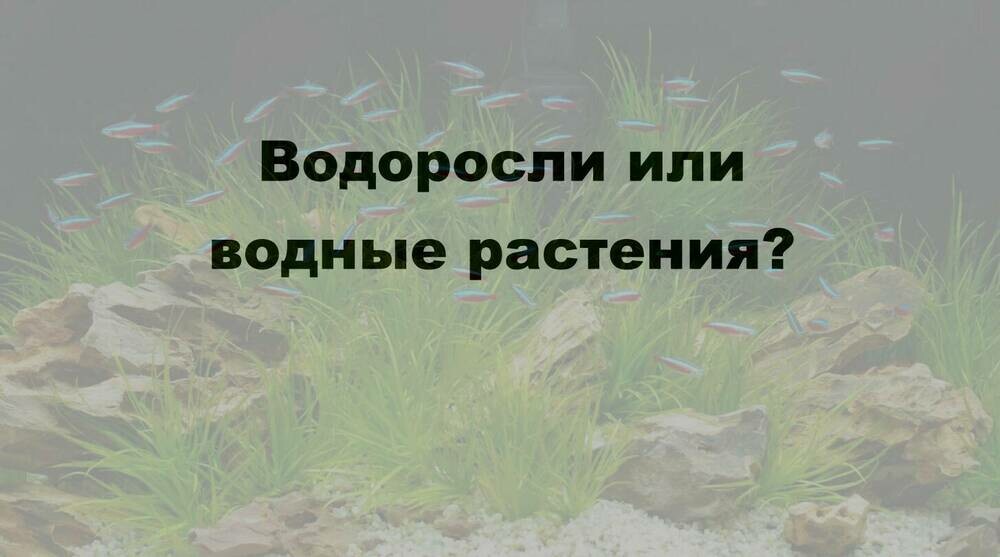 Скриншот 05-10-2025 112534.jpg