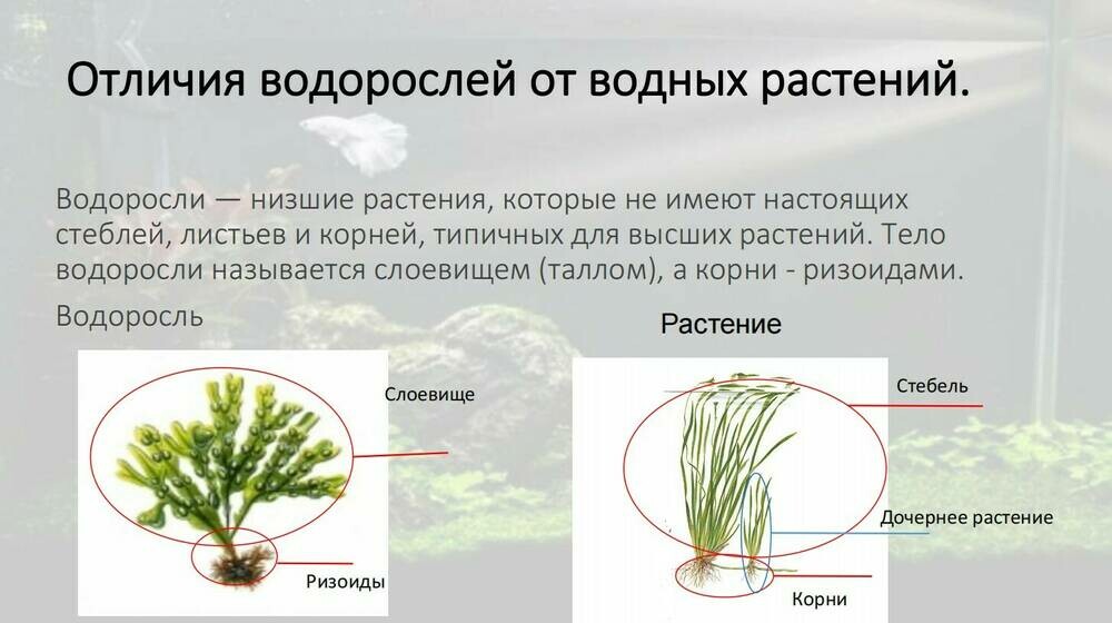 Скриншот 05-10-2025 112654.jpg