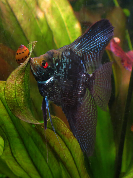 68fbeba3aed6e_Pterophyllumscalarebluecobraw2.jpg.b57883c4735d7721c6b4cc9bd4b2972a.jpg
