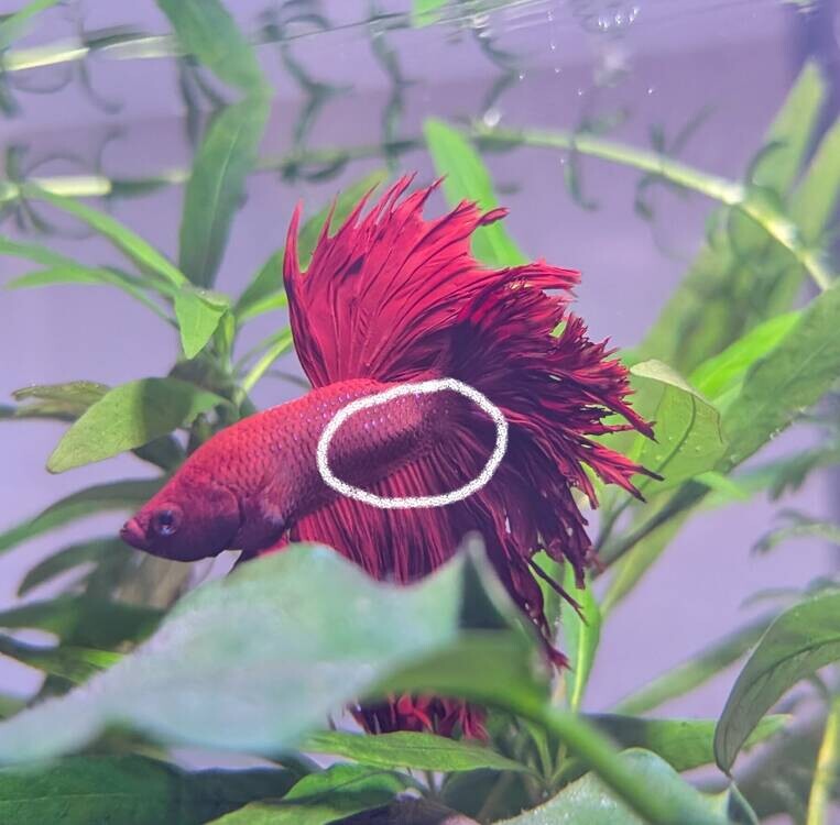 петушок корона-1.jpg