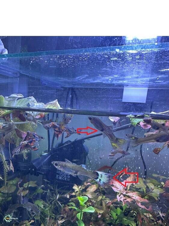 Без имени132.jpg