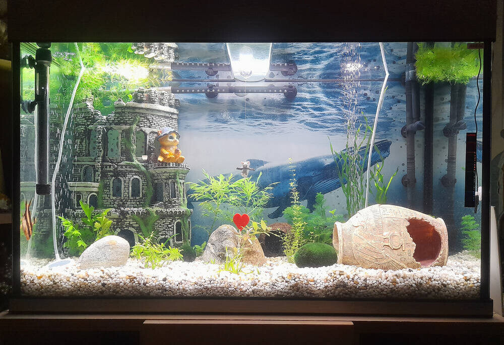 аквариум.jpg