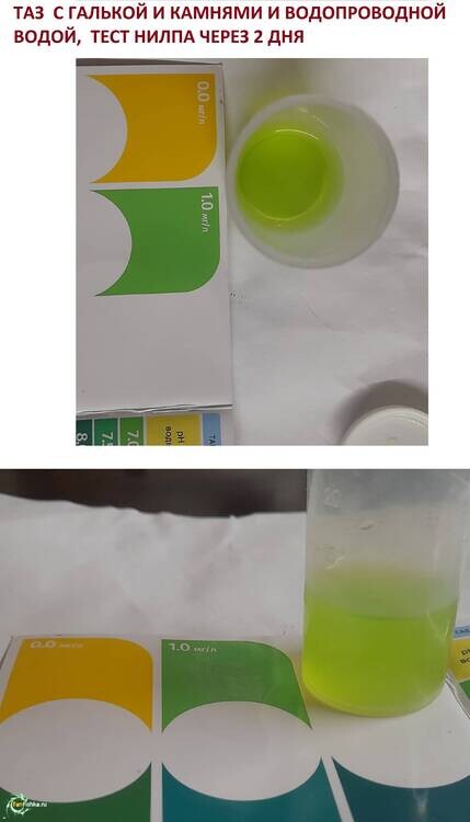 ТАЗ ТЕСТ ЧЕРЕЗ 2 ДНЯ 2 шт.jpg