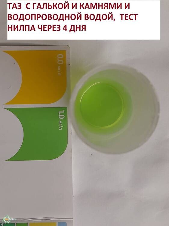 ТАЗ ЧЕРЕЗ 4 ДНЯ.jpg