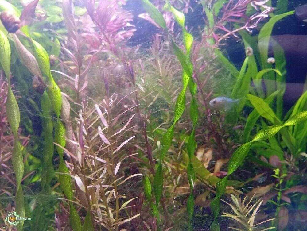 3аква после отпуска водоросоль.jpg