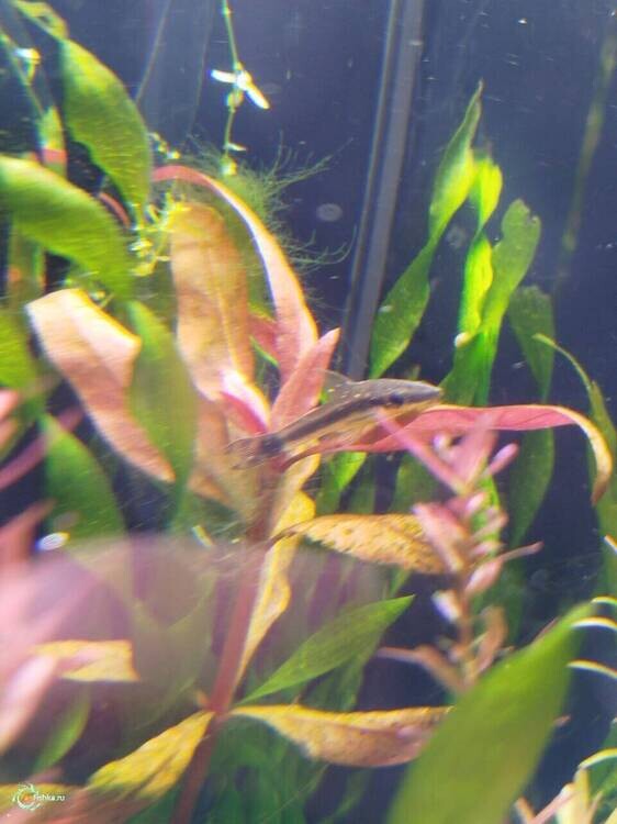 7аква водоросоль сейчас и сом.jpg