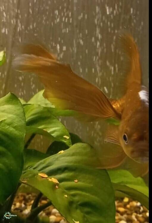 Screenshot_20260209-182918_Editor Lite.jpg