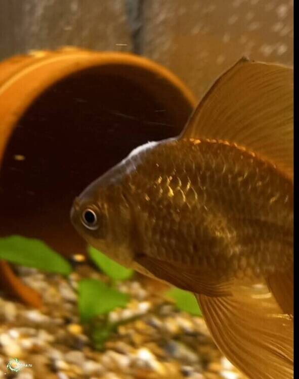 Screenshot_20260209-182658_Editor Lite.jpg